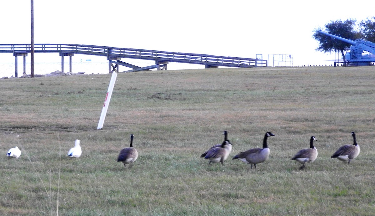 Ross's Goose - ML80293011
