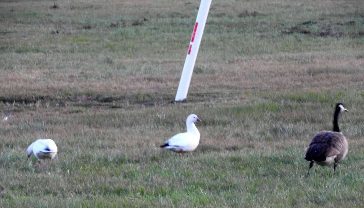 Ross's Goose - ML80293021