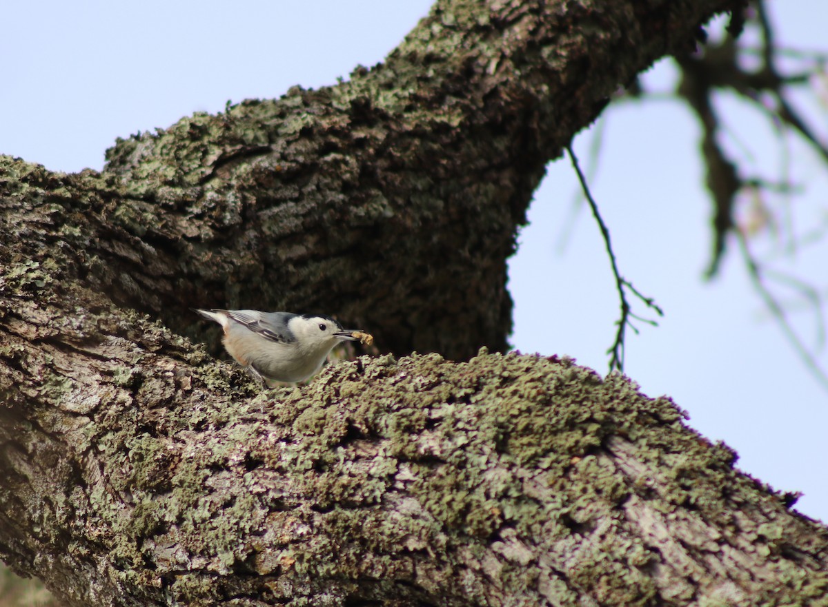 White-breasted Nuthatch - Ian Souza-Cole