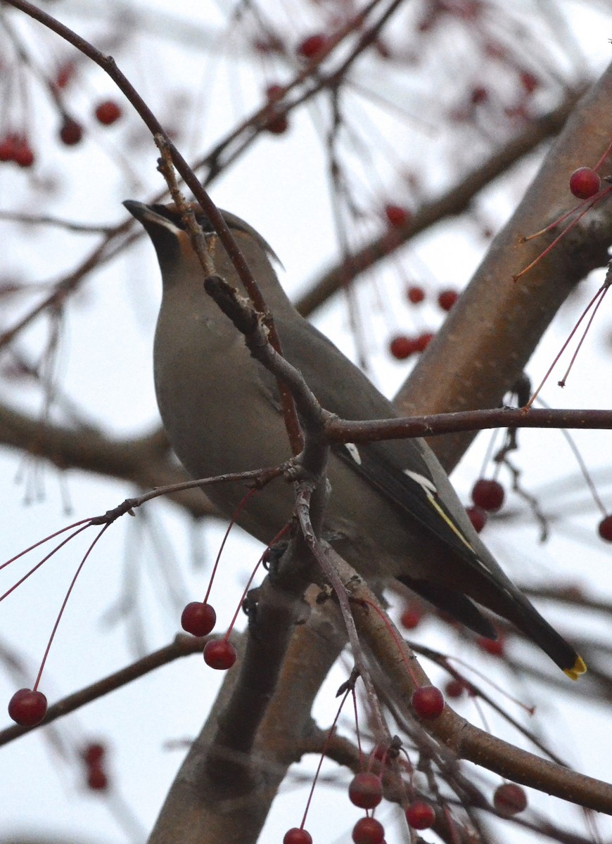 Bohemian Waxwing - ML80294911