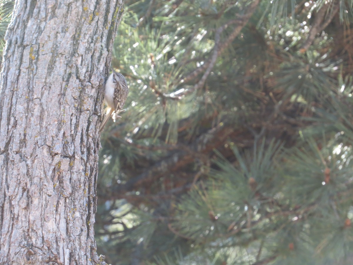 Brown Creeper - ML80295641
