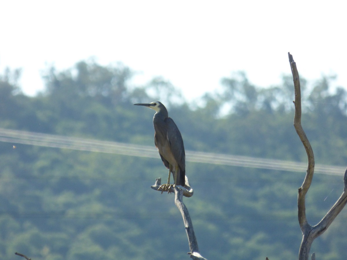 White-faced Heron - ML80296241