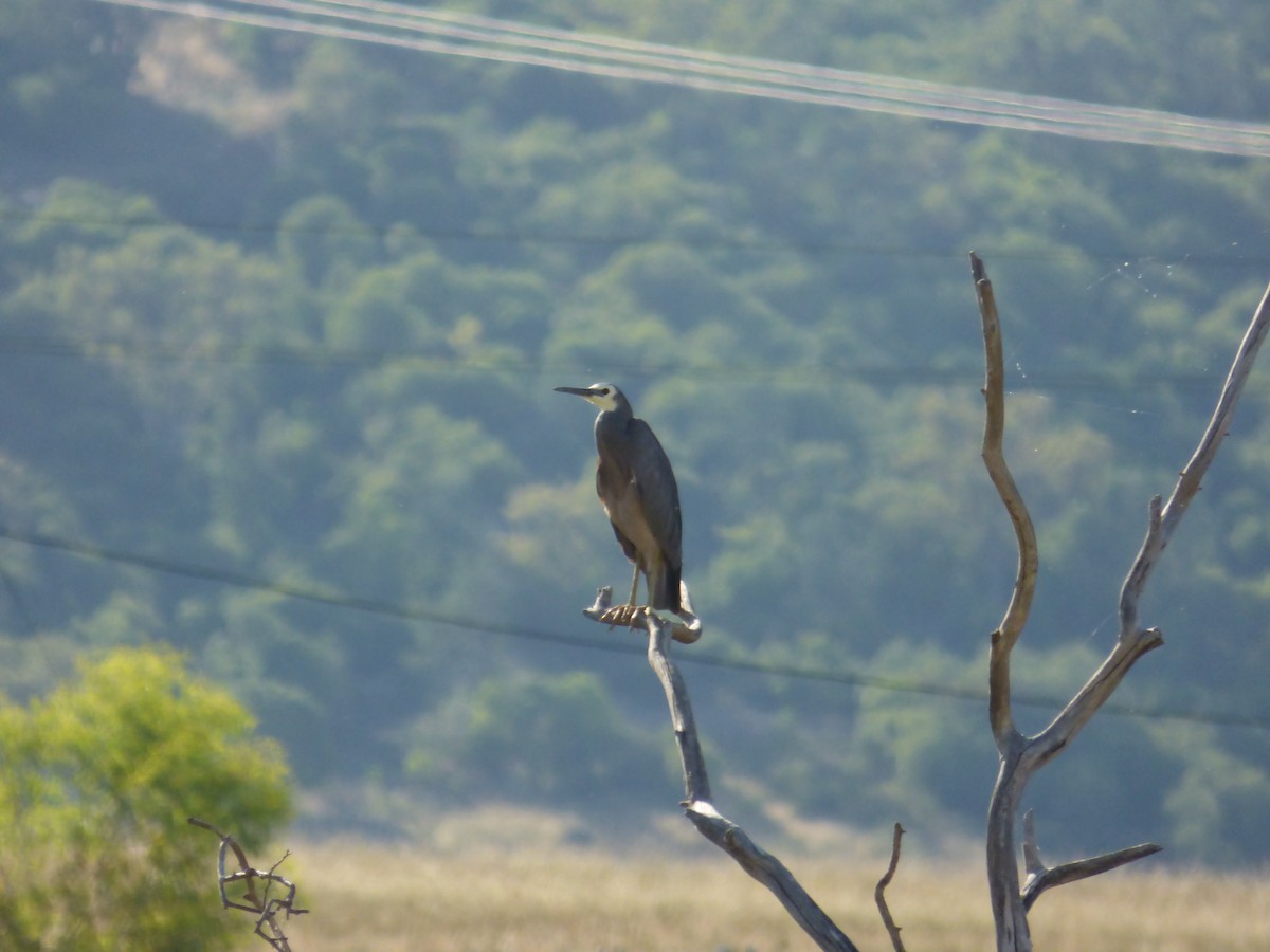 White-faced Heron - ML80296251