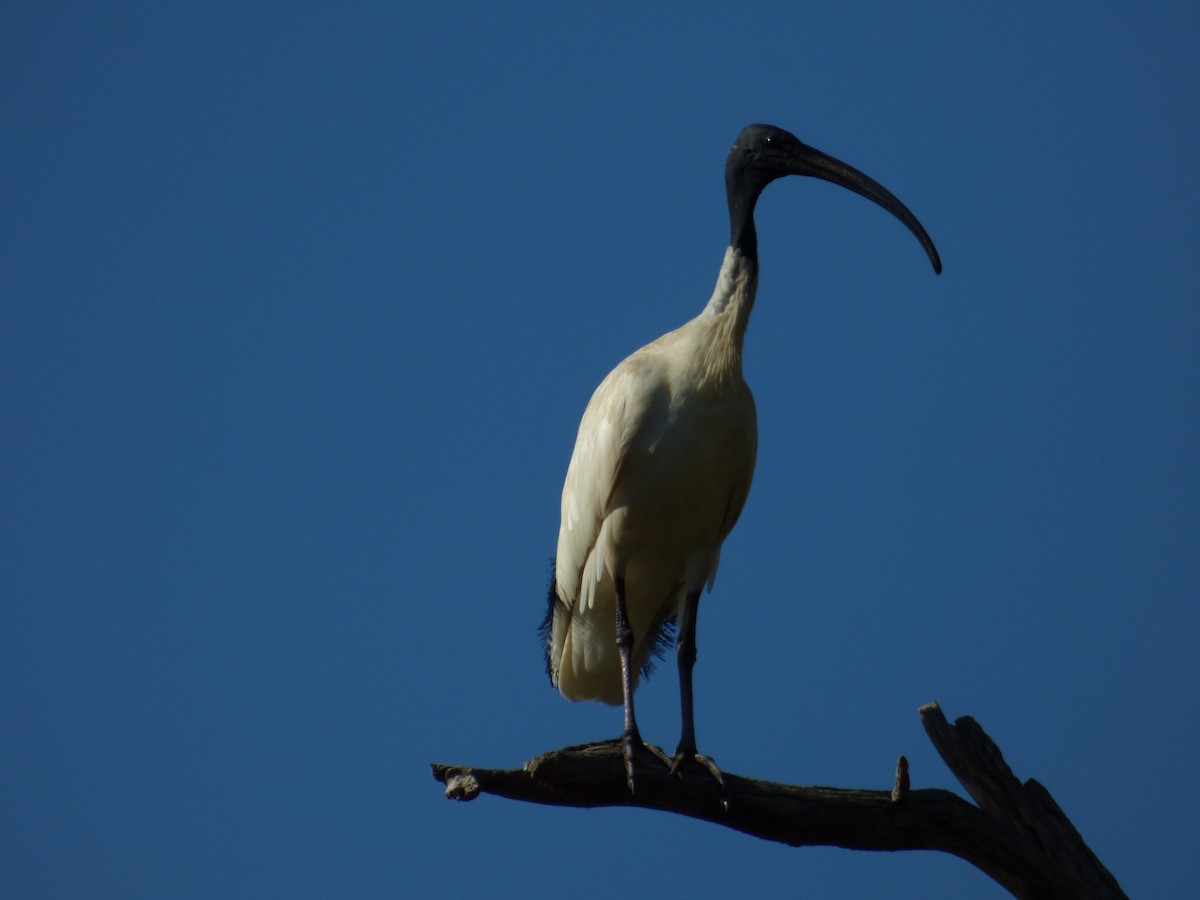 Ibis à cou noir - ML80296281