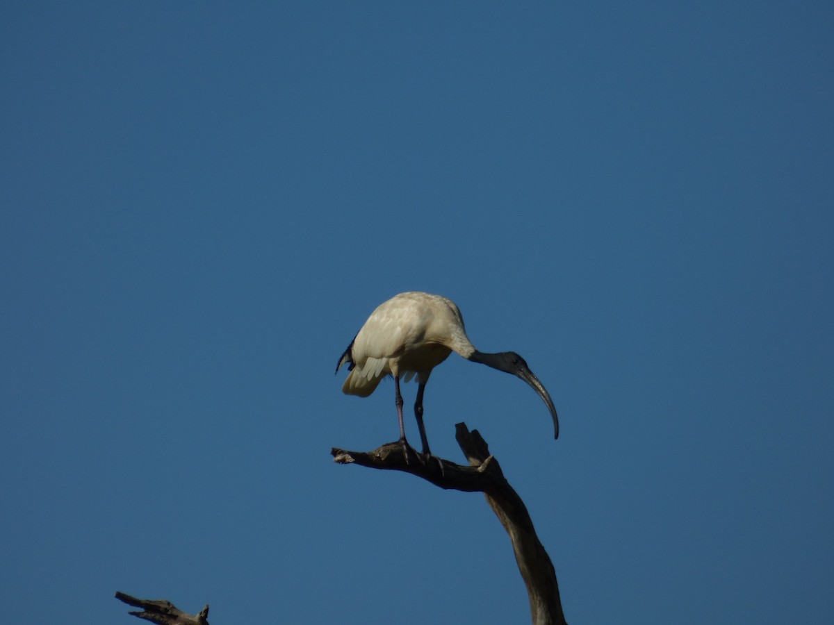 Ibis à cou noir - ML80296301