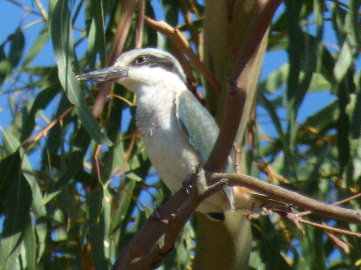 Red-backed Kingfisher - ML80296421