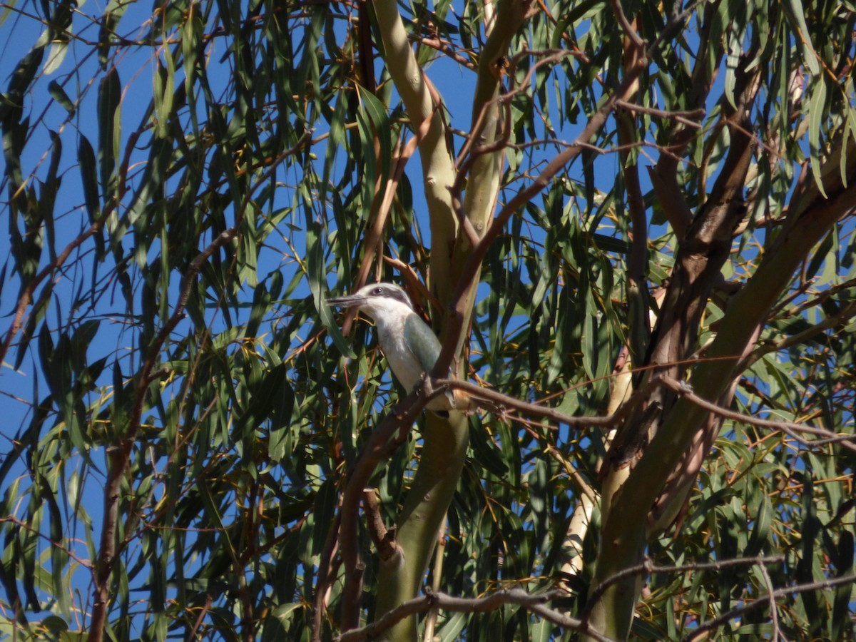 Red-backed Kingfisher - Matt Hinze