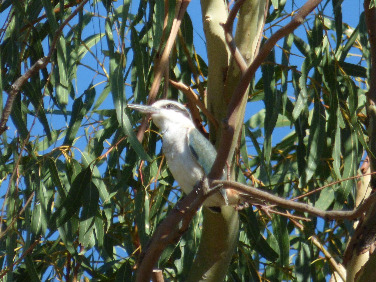 Red-backed Kingfisher - ML80296511