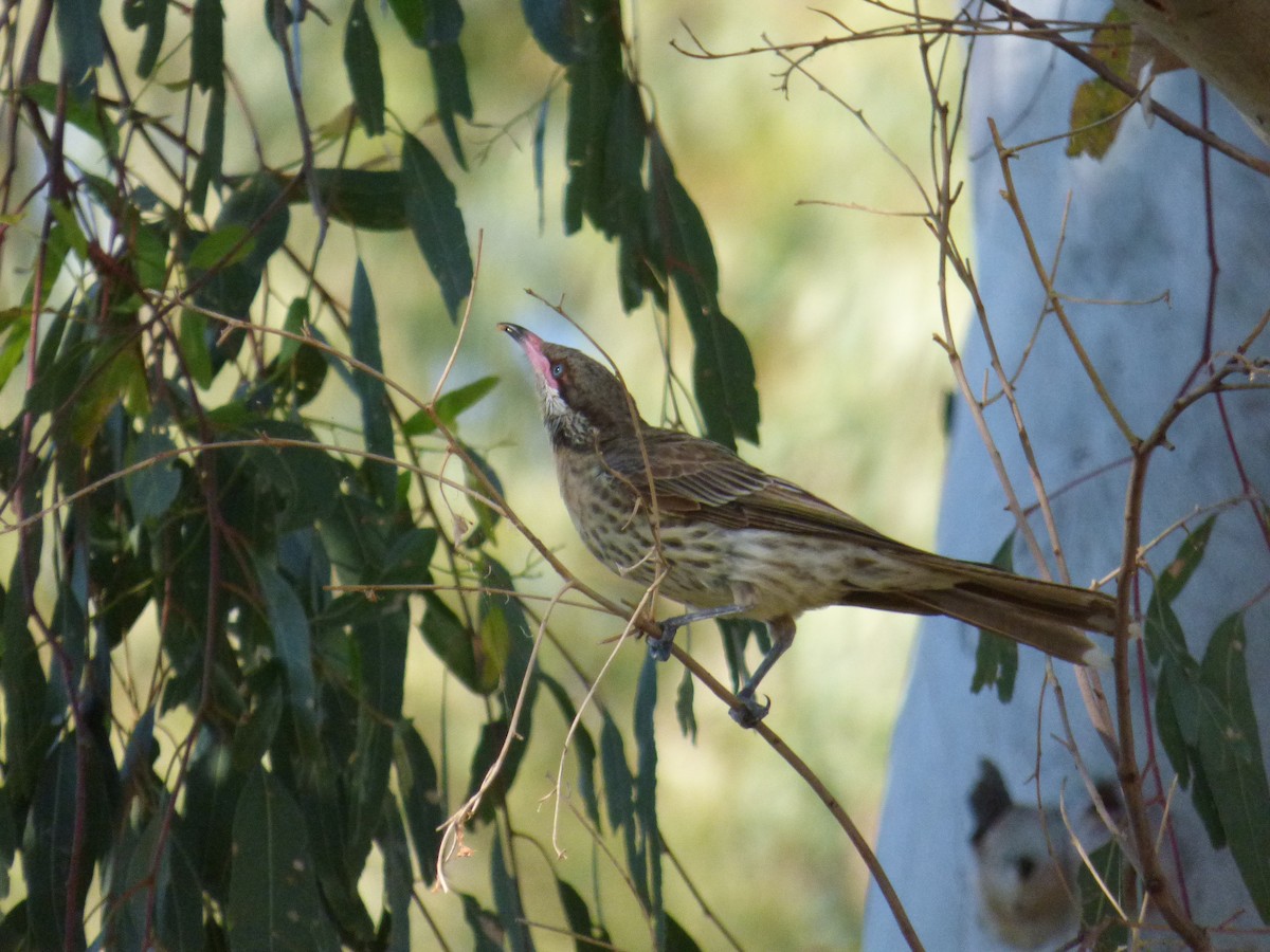 Spiny-cheeked Honeyeater - ML80296571