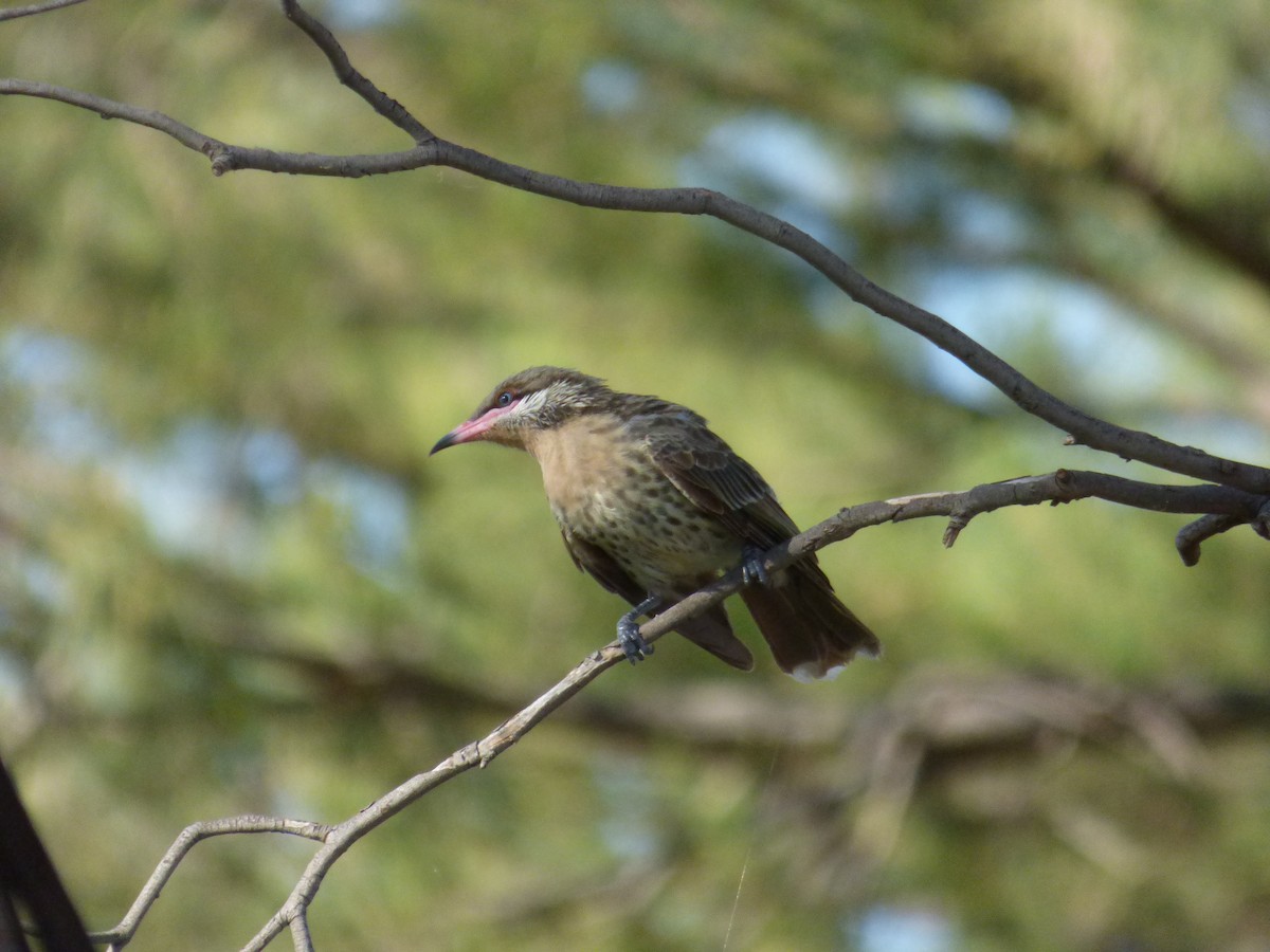 Spiny-cheeked Honeyeater - ML80296581