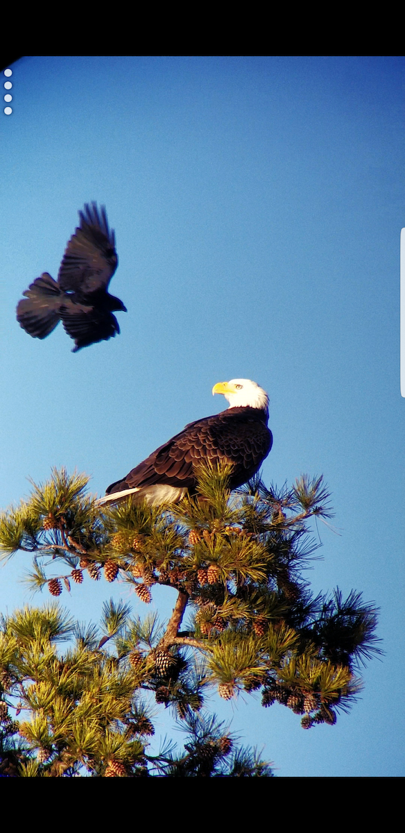 Bald Eagle - ML80297241