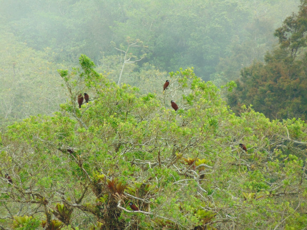 Montezuma Oropendola - Enrique Varela