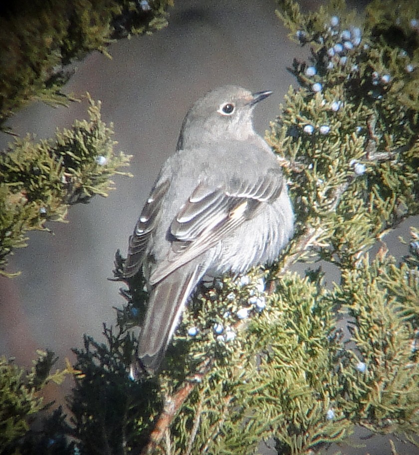 Townsend's Solitaire - ML80297821