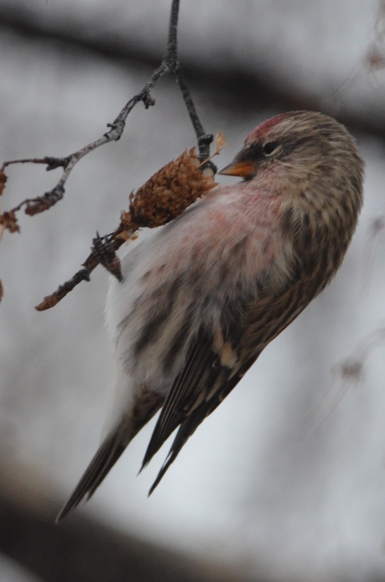 Common Redpoll - ML80298831