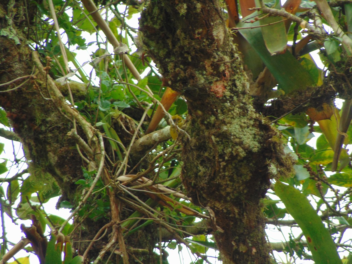 Silver-throated Tanager - Enrique Varela