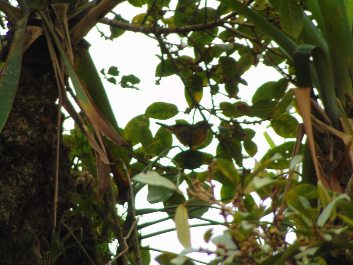 Silver-throated Tanager - Enrique Varela