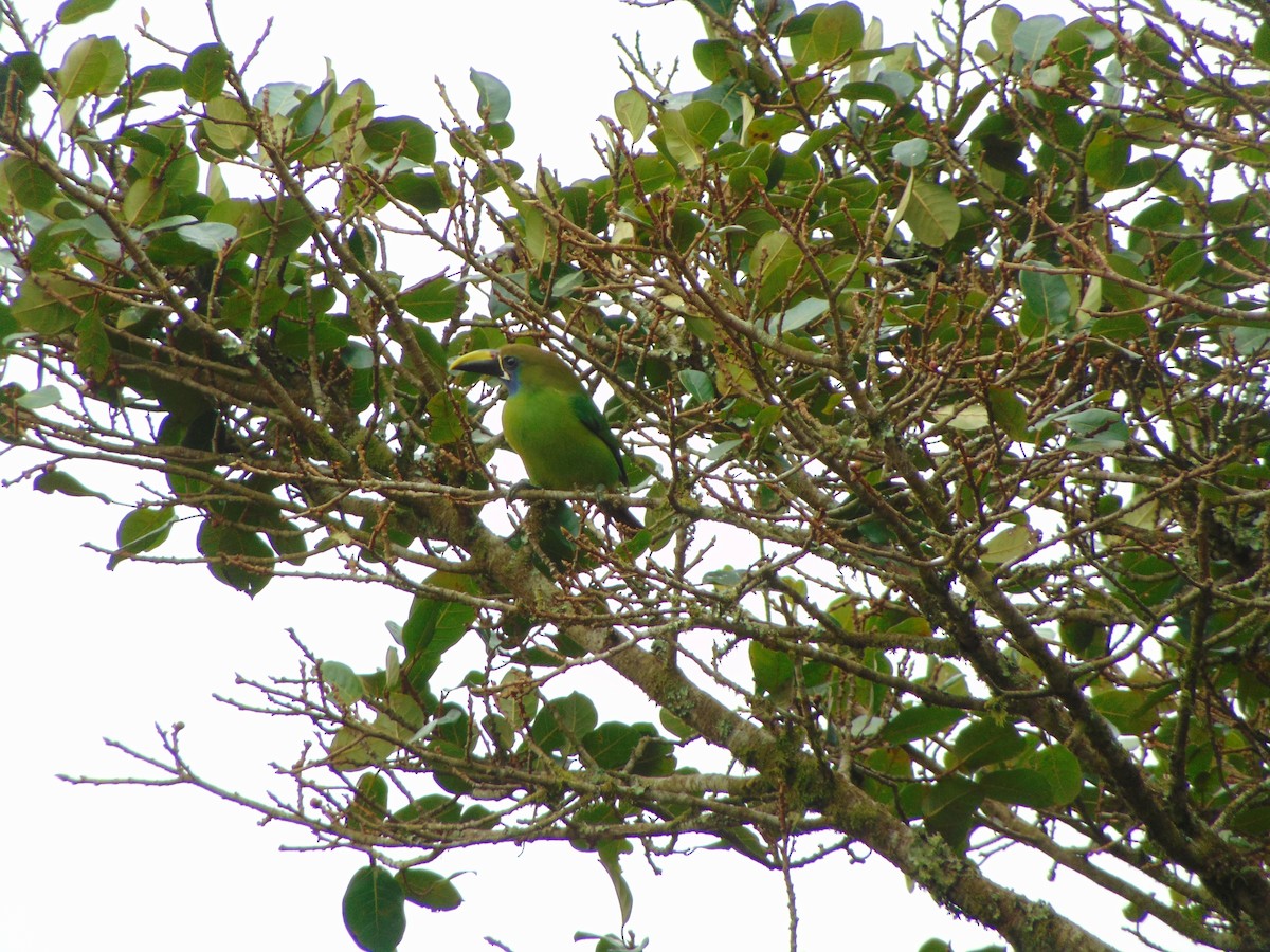 Northern Emerald-Toucanet - ML80298951