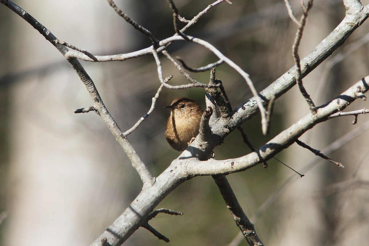 Winter Wren - ML80299761