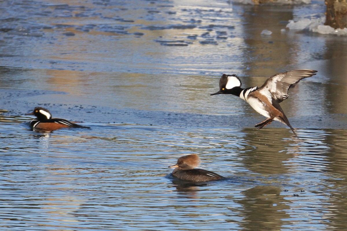 Hooded Merganser - ML80303511