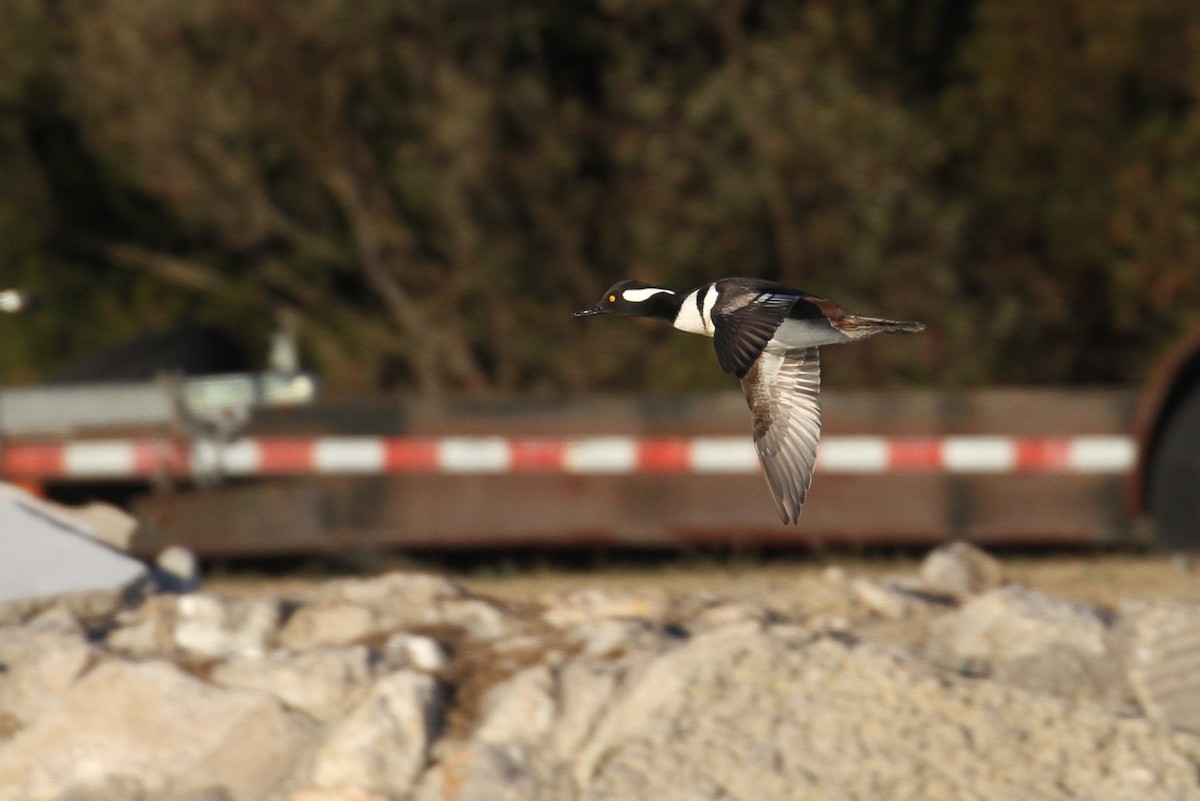 Hooded Merganser - ML80303521