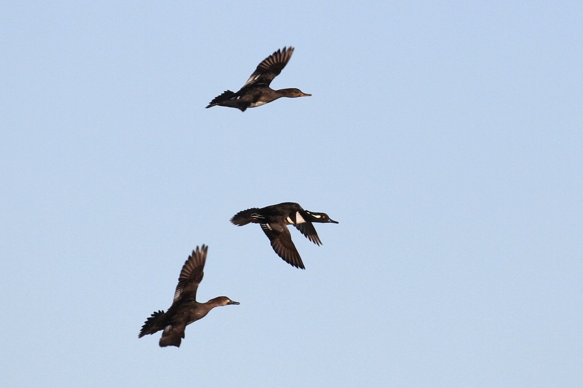 Hooded Merganser - ML80303541