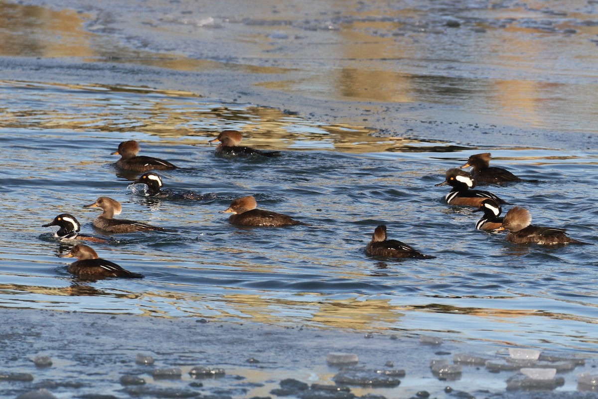 Hooded Merganser - ML80303561