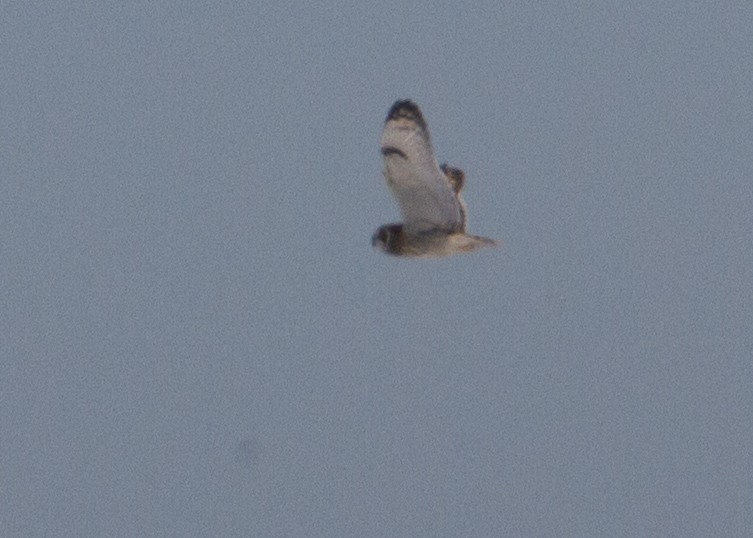 Short-eared Owl - ML80304691