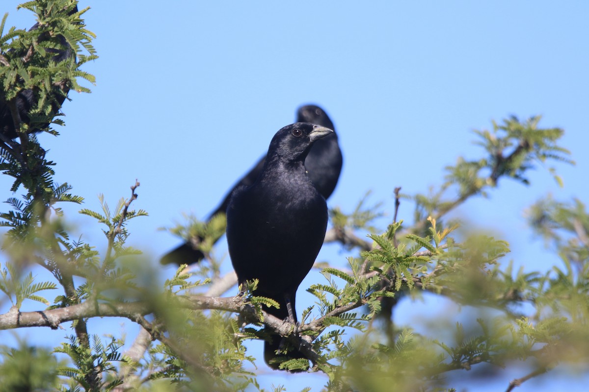 Screaming Cowbird - Ian Thompson