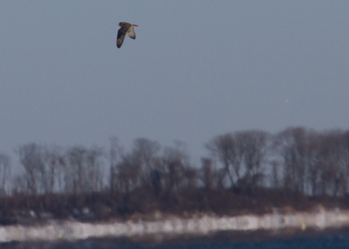 Short-eared Owl - ML80304751