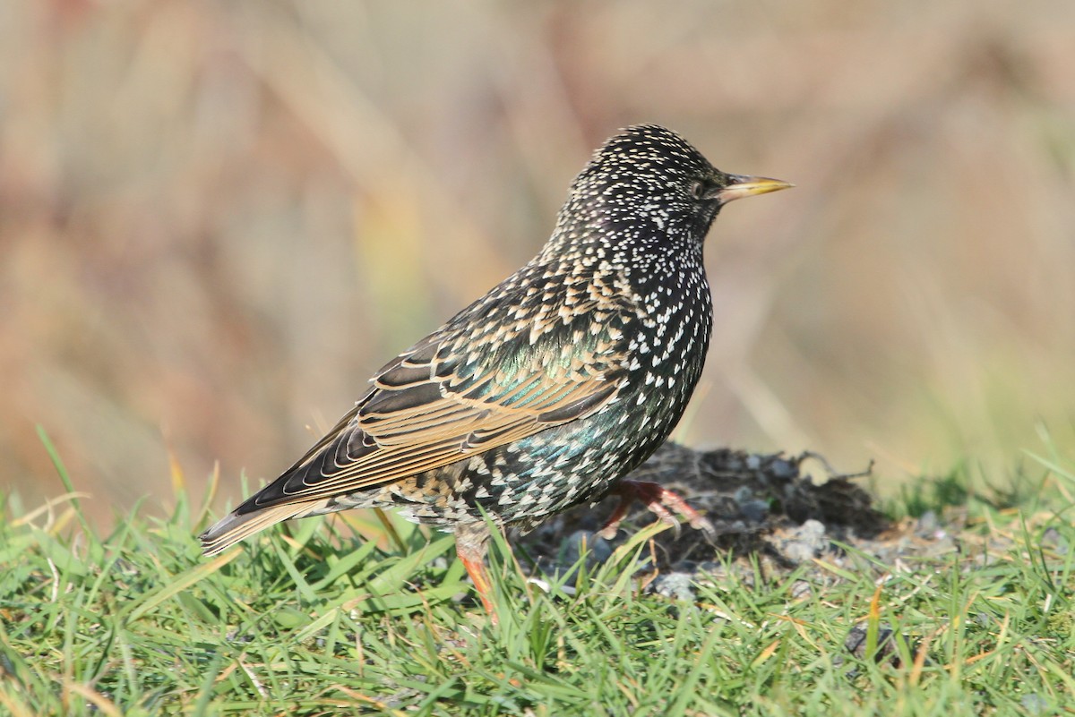 European Starling - ML80304801