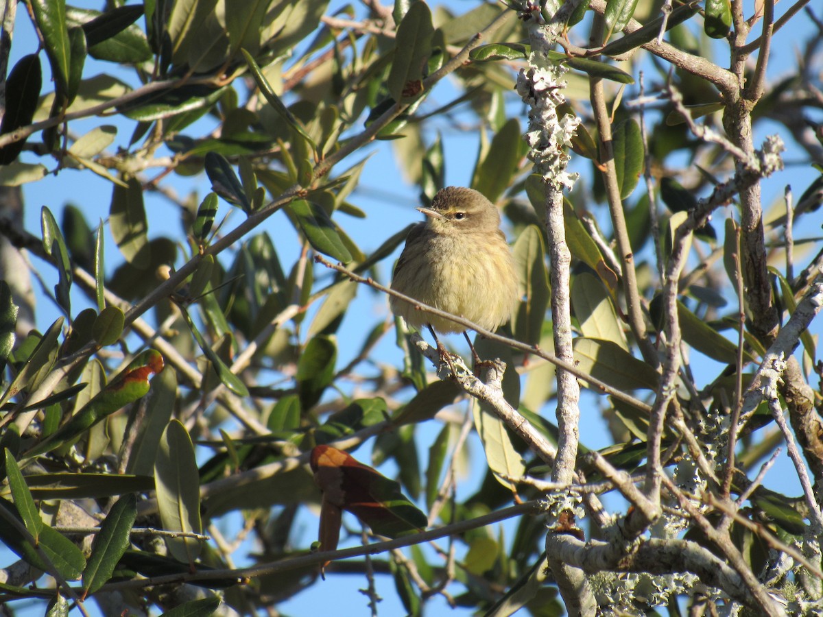 Palm Warbler - ML80305131