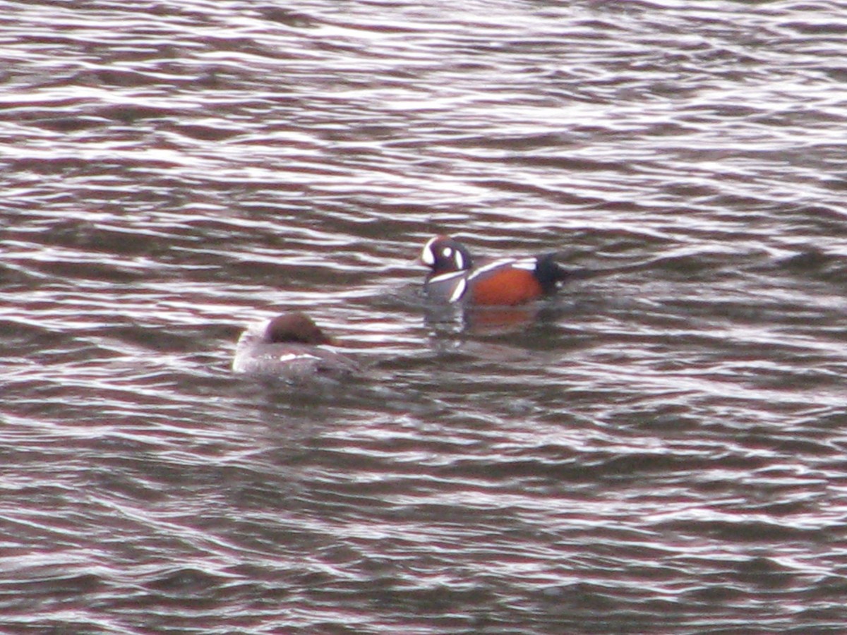 Harlequin Duck - ML80306751