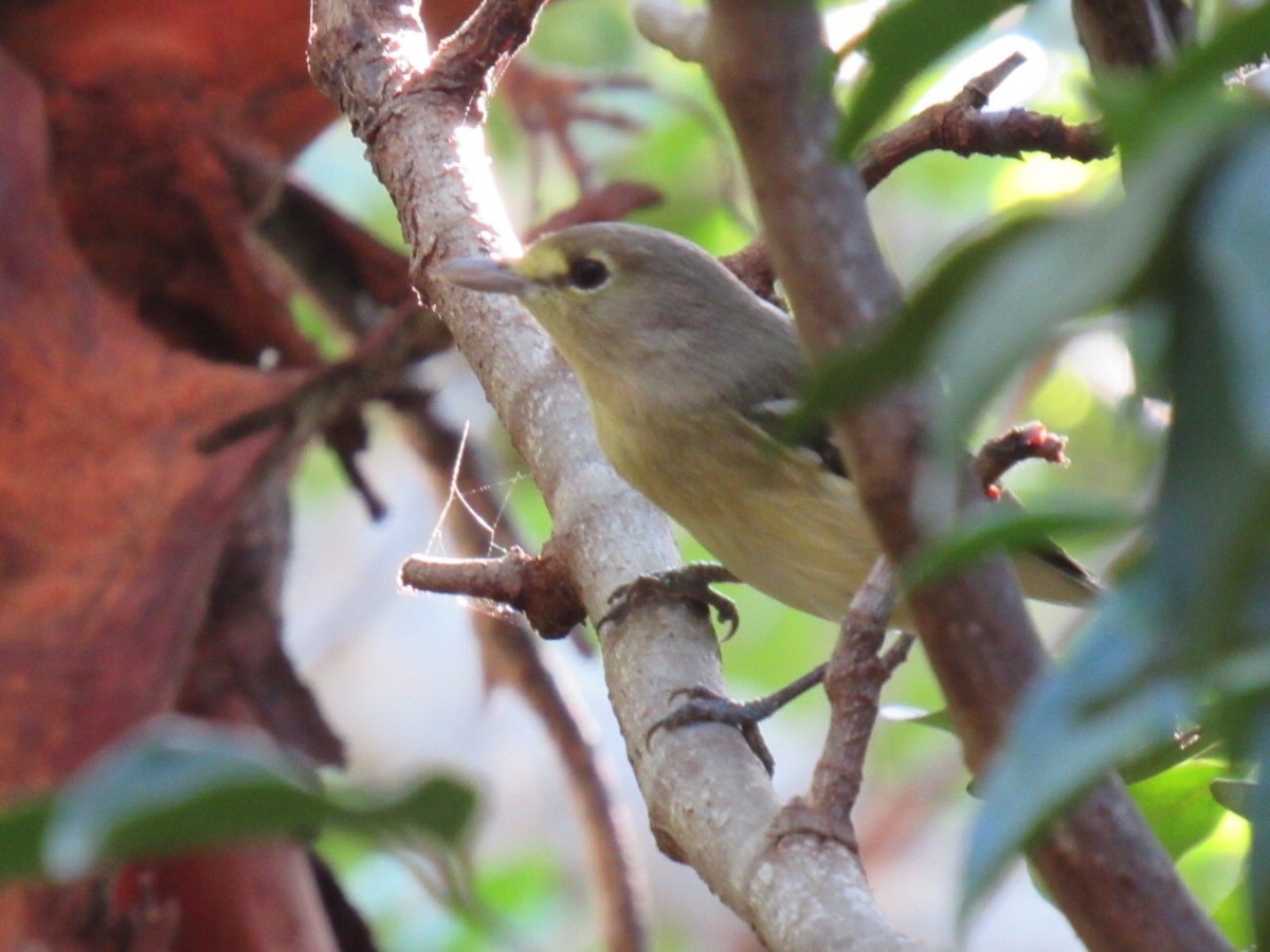 Thick-billed Vireo - Eric Plage