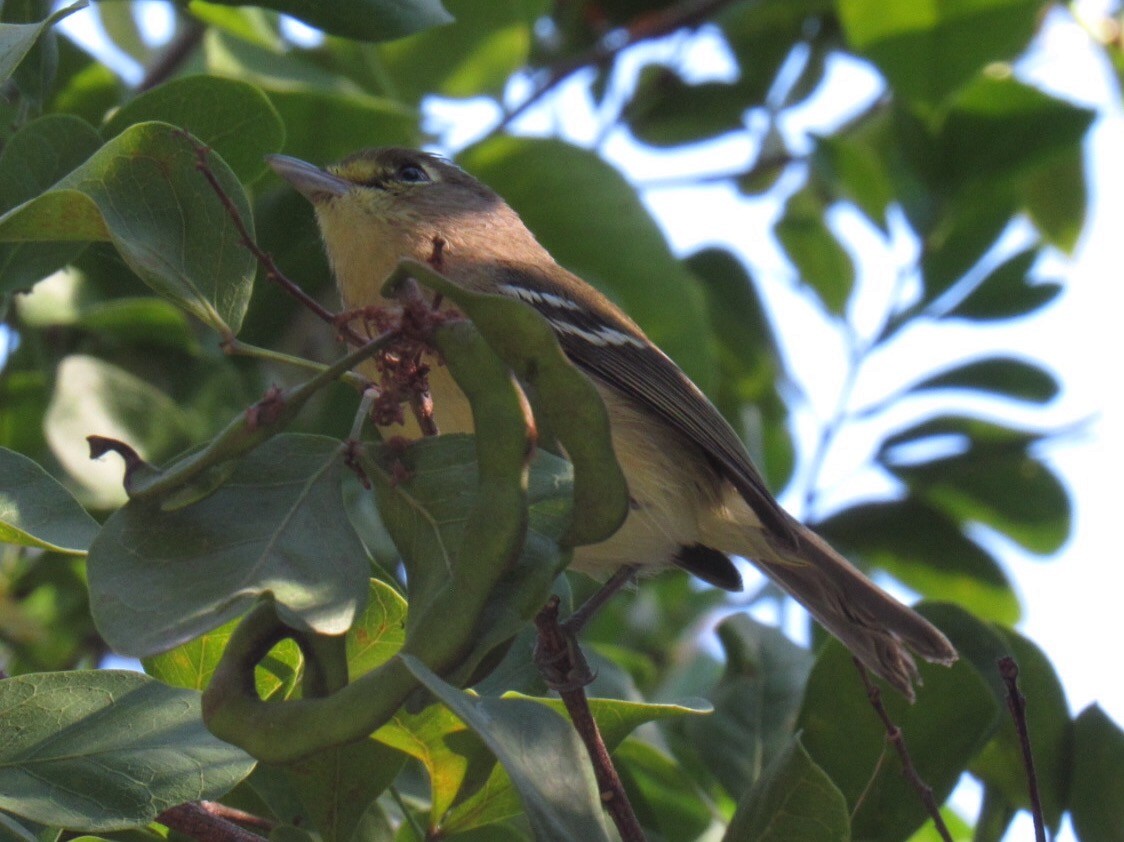 Thick-billed Vireo - Eric Plage