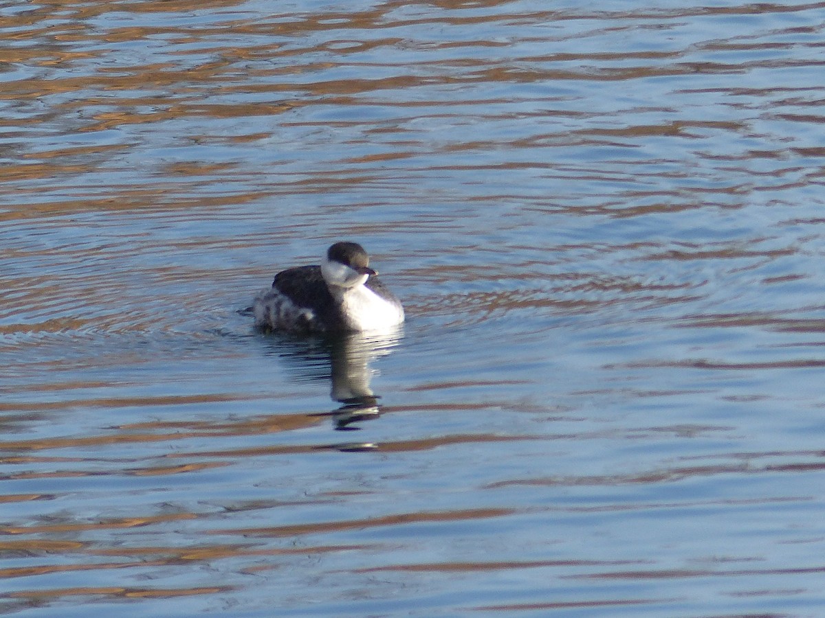 Horned Grebe - ML80309361