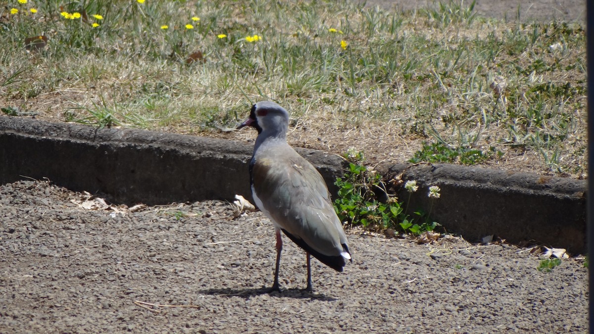 Southern Lapwing - ML80310781