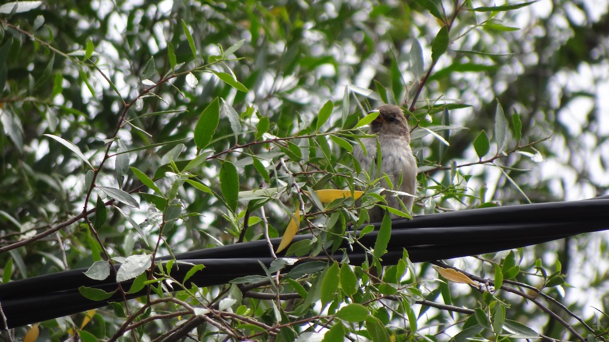 House Sparrow - ML80310831