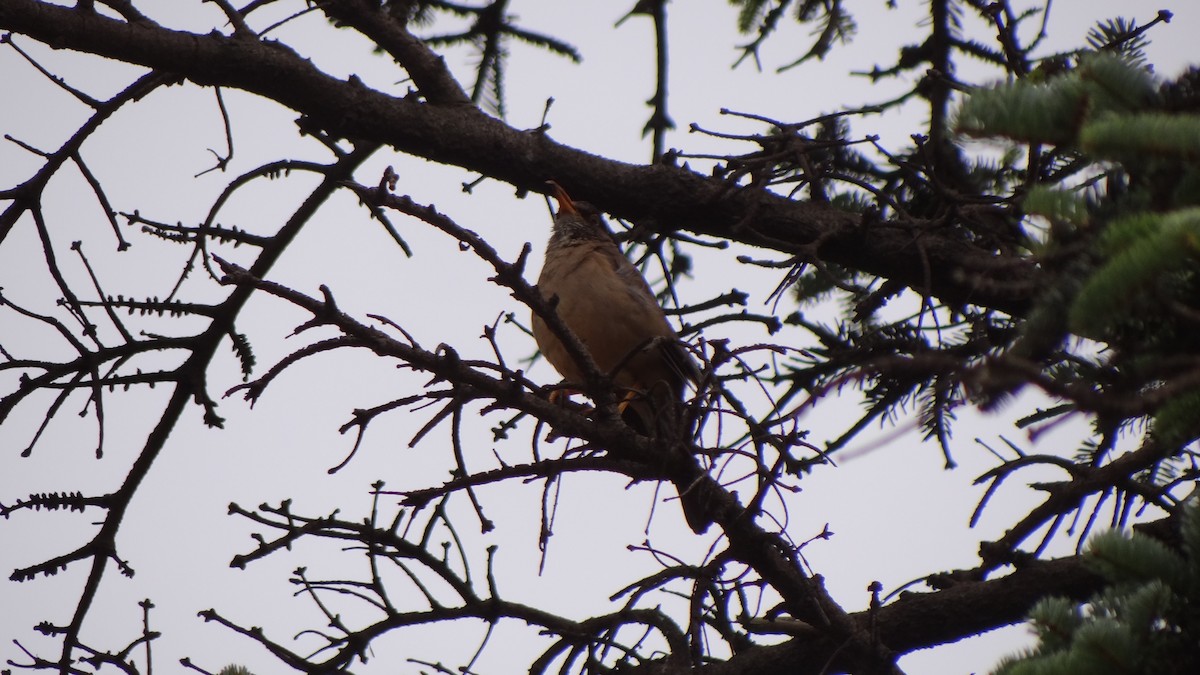 Austral Thrush - ML80310911