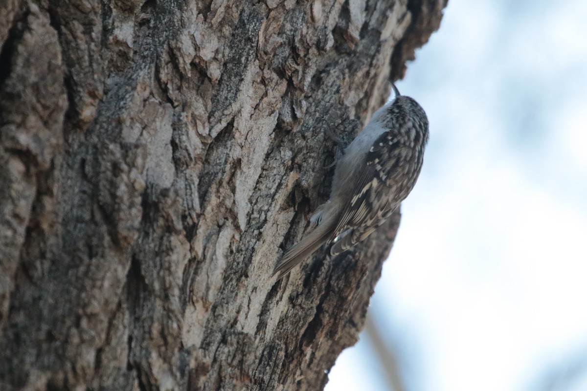 Brown Creeper - ML80315081