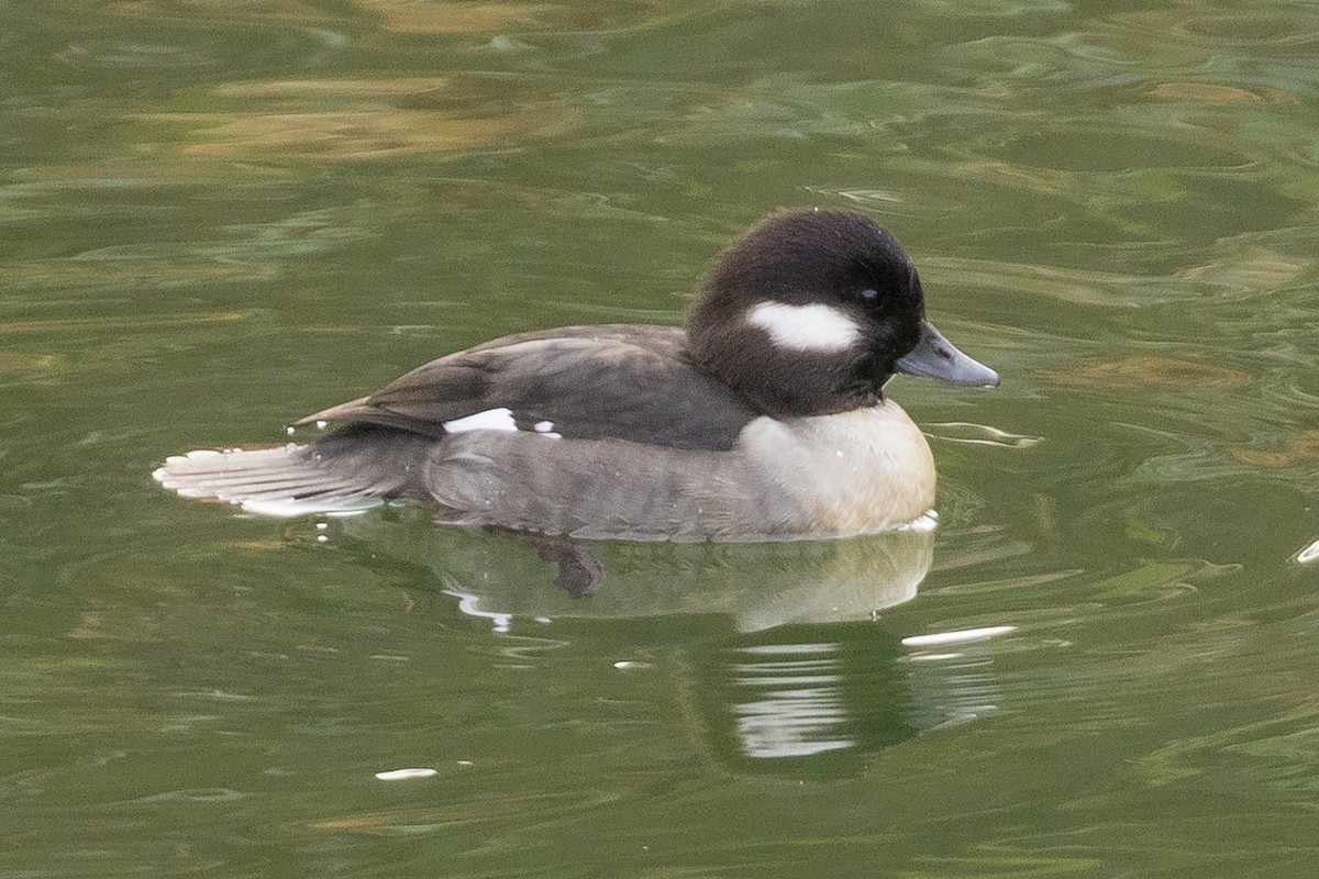 Bufflehead - ML80317301