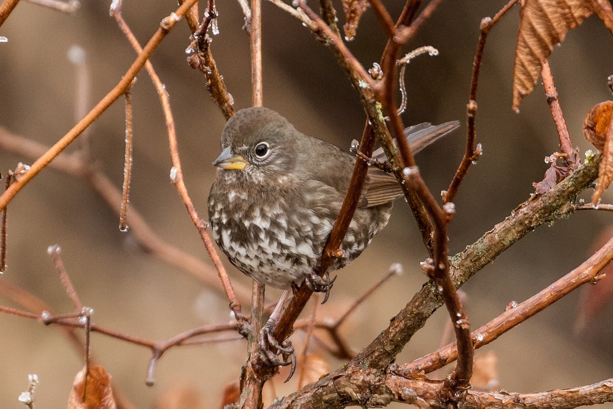 Fox Sparrow - ML80317741