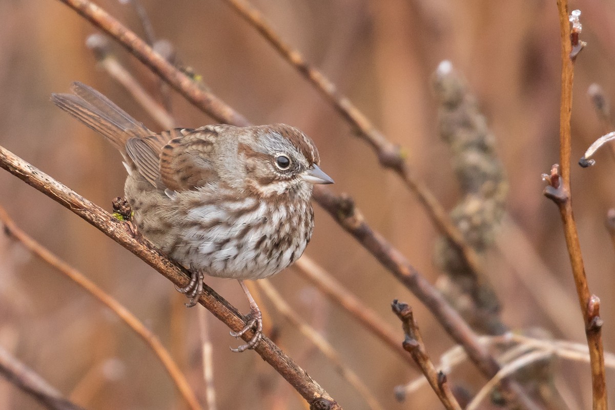 Song Sparrow - ML80317851