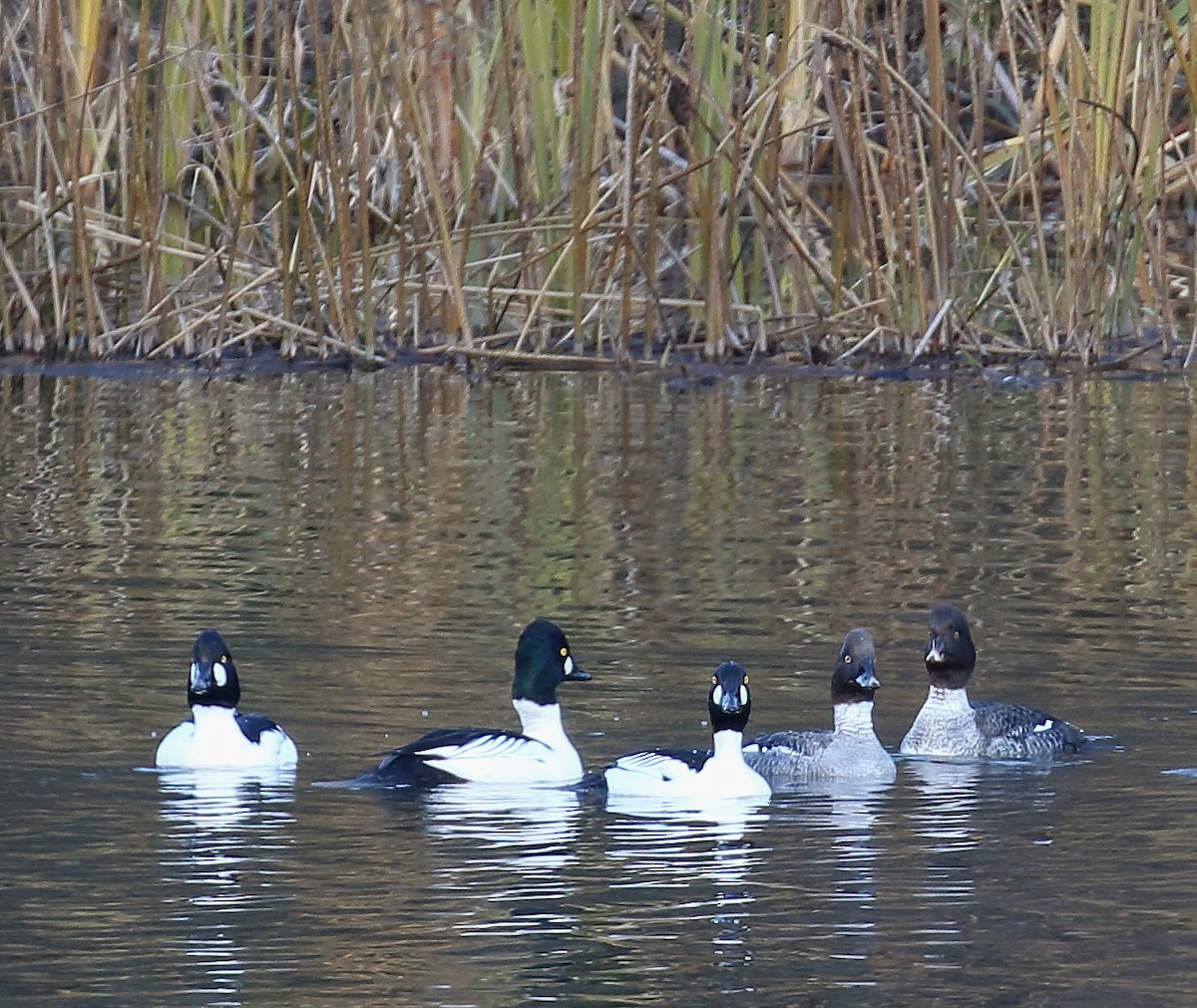 Common Goldeneye - ML80321191