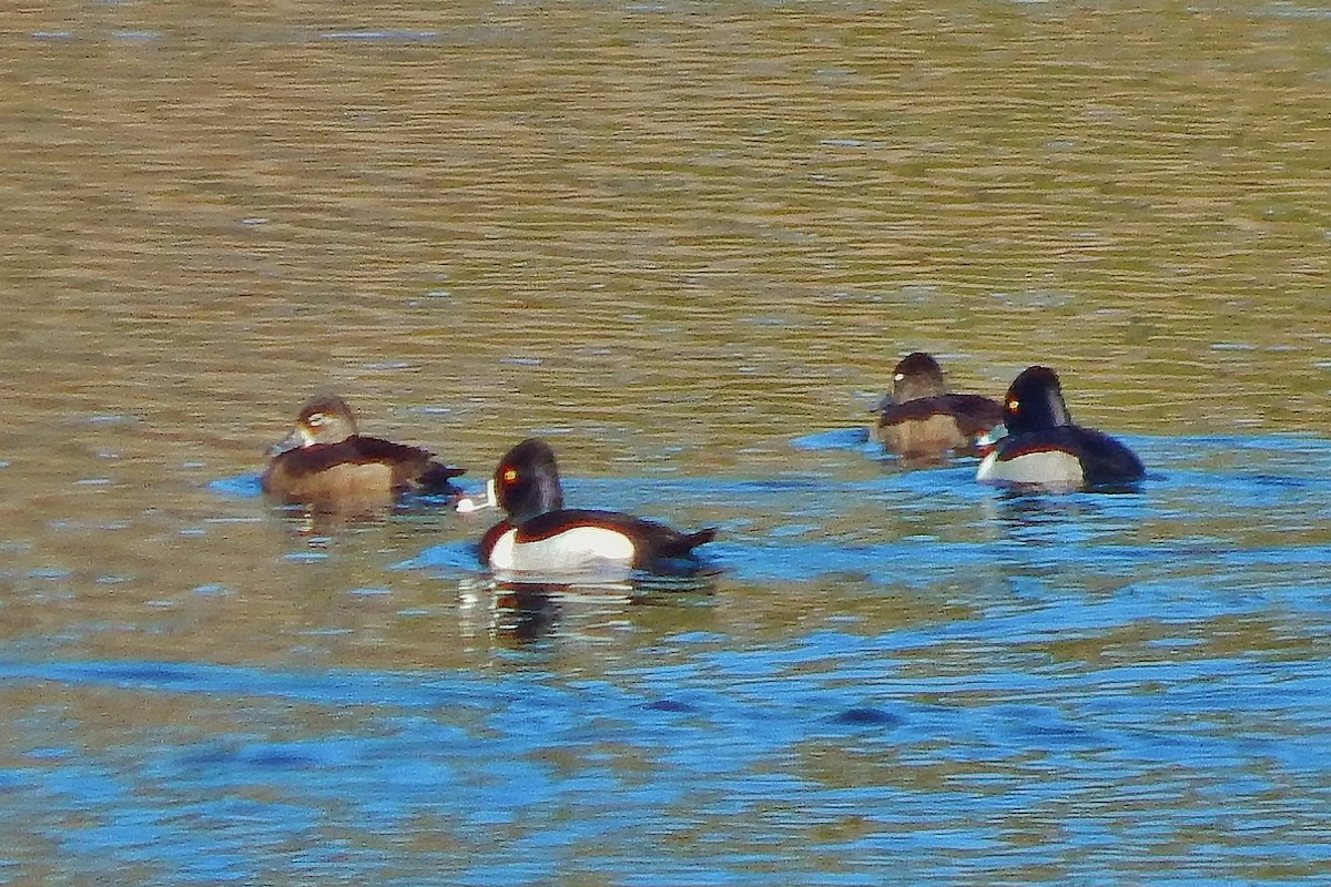 Ring-necked Duck - Ron Kittinger