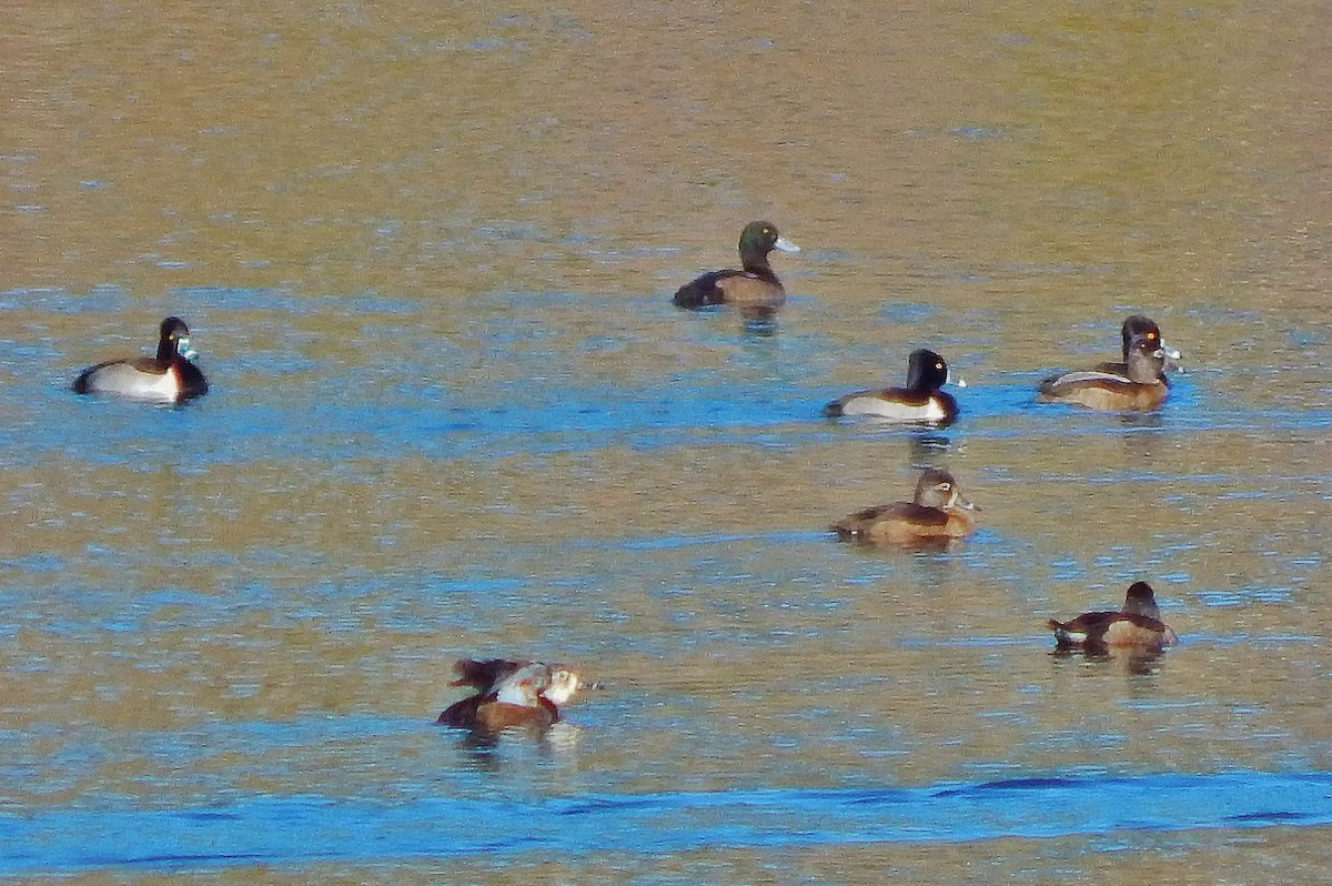 Greater Scaup - Ron Kittinger