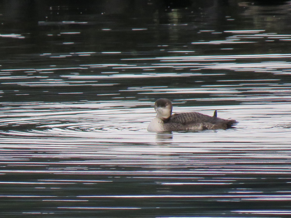 Plongeon huard - ML80322171