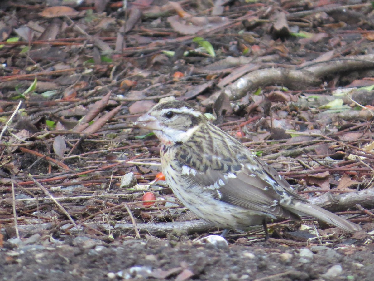 Rose-breasted Grosbeak - ML80326441