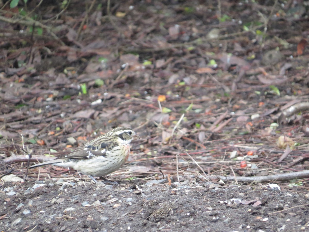 Rose-breasted Grosbeak - ML80326451