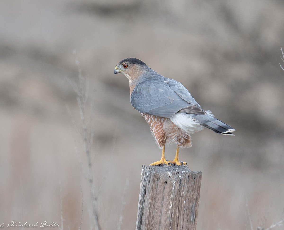 Cooper's Hawk - ML80328161