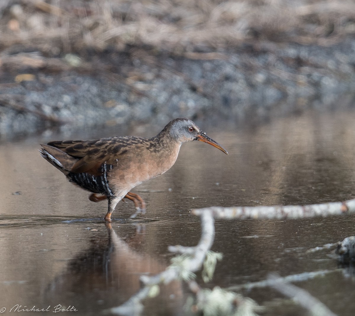 Virginia Rail - ML80328251